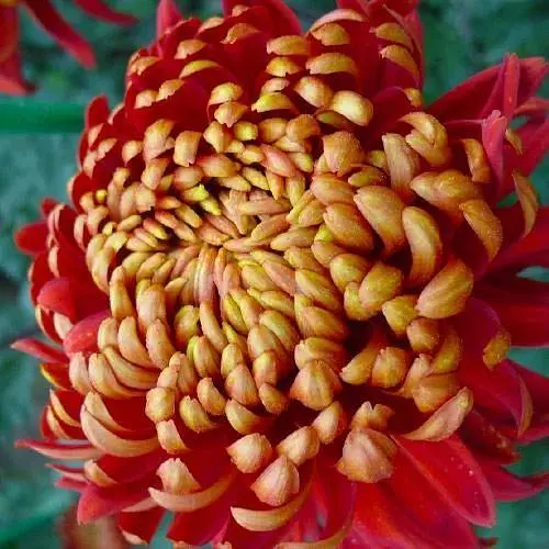 Хризантема "Cocori Rouge et Or" (низькоросла великоквіткова) (189675) 1 саженец - фото 1