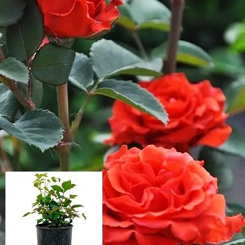 Роза в контейнере чайно-гибридная "El Toro" (саженец класса АА+) (180838) 1 саженец - фото 2