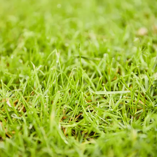 Тверде добриво для газонів проти бур'янів COMPO 10 кг - фото 11