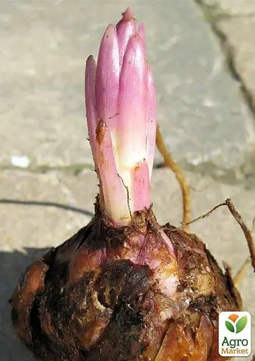 Лилия "Mapira" 1 шт (35509) 1 шт - фото 2