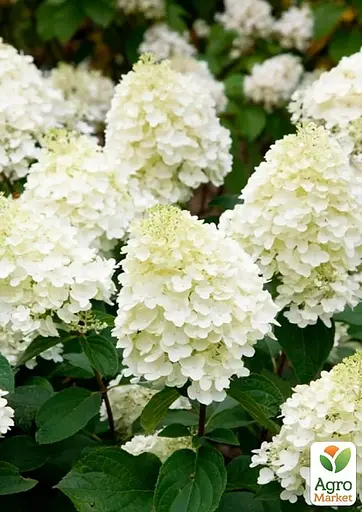 Гортензія 3-х річна волотиста "Silver Dollar" (176644) 1 саженец - фото 4