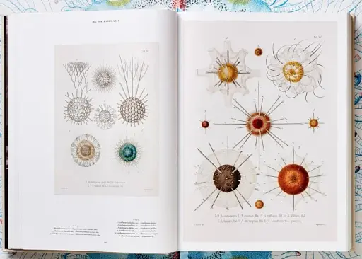 The Art and Science of Ernst Haeckel - фото 5