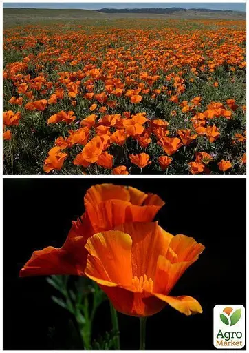 Эшшольция "Тайский Шелк" Весна 2г (22467) - фото 4