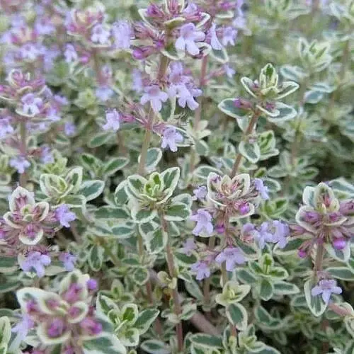 Тимьян лимоннопахучий "Silver Queen" (188557) 1 саженец в упаковке - фото 1
