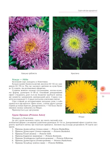 Айстри. Біологічні особливості. Вирощування. Використання. Сорти - фото 8