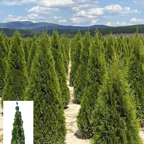 Туя западная Smaragd (ком/сетка) высота 200-220 см (179890) 1 саженец в упаковке - фото 2