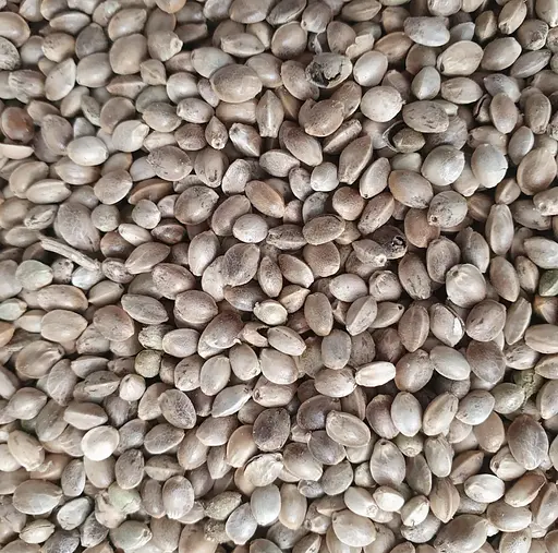 100 г коноплі насіння сушене - свіжий урожай