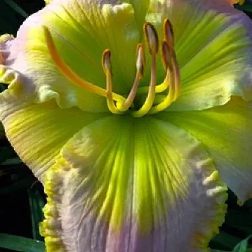 Лилейник "Sassy Sapphire" (сортовой укорененный в контейнере С1,2) (186023) 1 саженец - фото 1