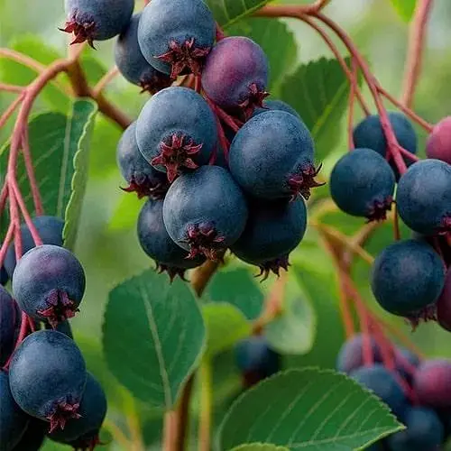 Ирга ольхолистная Sleyt (Слейт) (самый урожайный сорт) (187596) 1 саженец в упаковке - фото 1