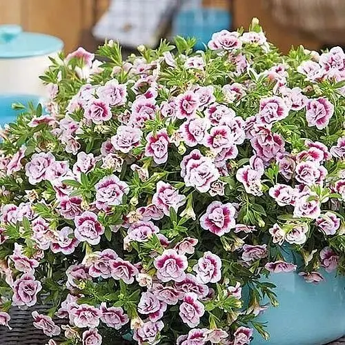 Калибрахоа Uno "Double Pink Tastic" (контейнер №10 высота 10-15см) (183587) 1 саженец - фото 1