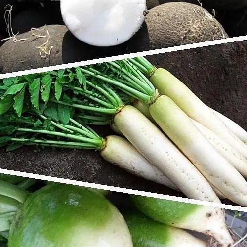 Редька "Суміш кращих популярних сортів" ТМ "Весна"  15г (45529) - фото 1