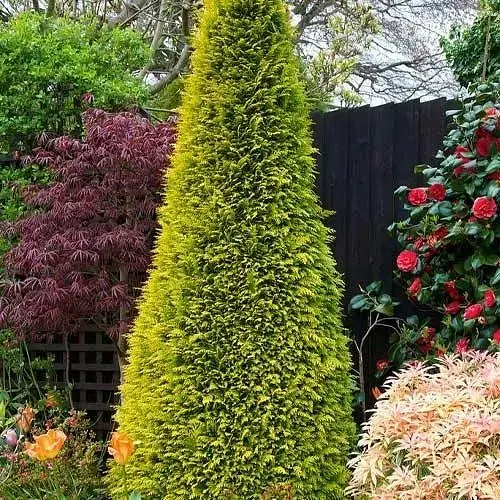 Кипарисовик Лавсона "Stardust" С5 (высота 100-120см) (185569) 1 саженец - фото 1