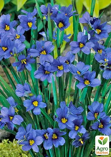 Сісюрінхій "Island Blue" (компактний багаторічник для альпійських гірок) (189567) 1 саженец - фото 2