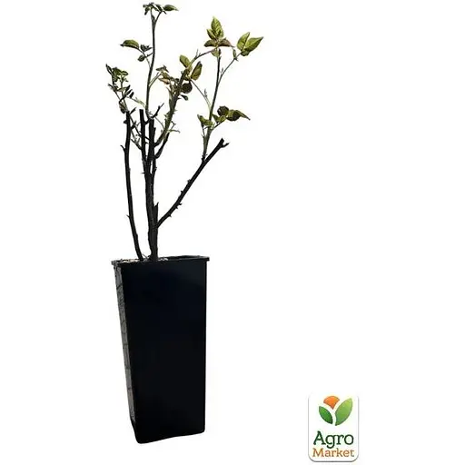 Троянда шраб Agro-Market Міябі у контейнері, вищий сорт (185423) 1 саджанець в упаковці - фото 4