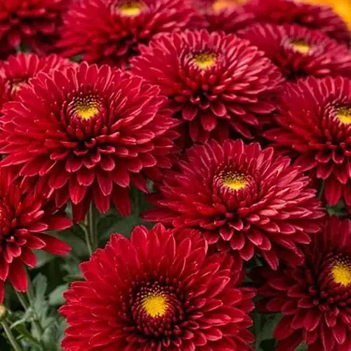 Хризантема мультифлора куляста "Koori Red" (189681) 1 саженец - фото 1