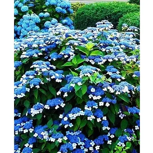 Гортензия пильчатая 3-х летняя "Bluebird" высота саженца 35-70см (63065) 1 саженец - фото 1