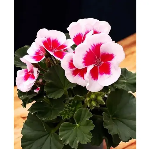 Пеларгония зональная Two in One White Splash (189854) 1 саженец - фото 1