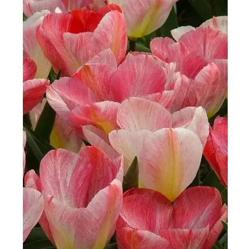 Тюльпан "Flaming Purissima" (181259) 2 шт - фото 1