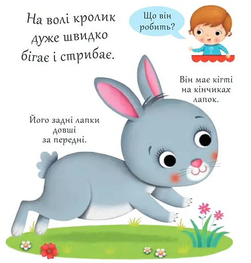 Книга Хто це? Кролики. Автор - Емілія Бомон, Наталя Беліно (Богдан) - фото 3