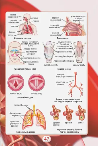 Ви маєте це знати. Тіло людини - фото 12