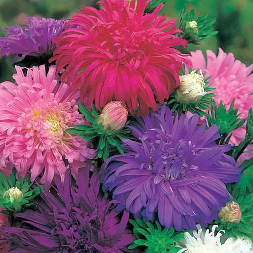 Насіння Айстра Насіння України Хризантемовидна суміш (773300) - фото 2