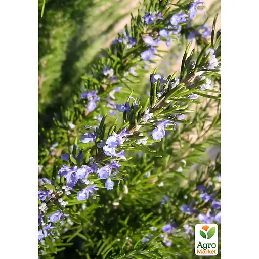 Розмарин морозостойкий "Arp" (187064) 1 саженец в упаковке - фото 2