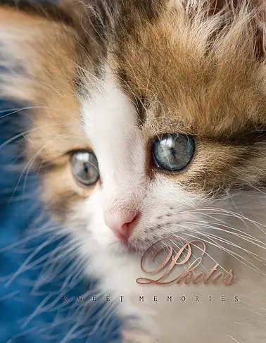 Фотоальбом UFO 10x15x200 PP-46200 Cat photo