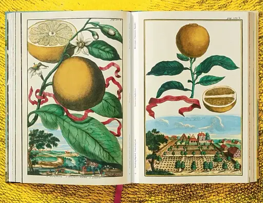 J. C. Volkamer. The Book of Citrus Fruits - фото 7