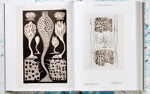 The Art and Science of Ernst Haeckel - фото 8