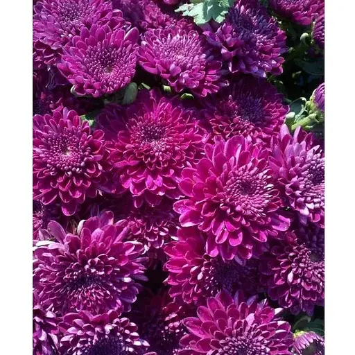 Хризантема Садова Cherry Lace (висота 30-50см) (63389) 1 саженец - фото 1