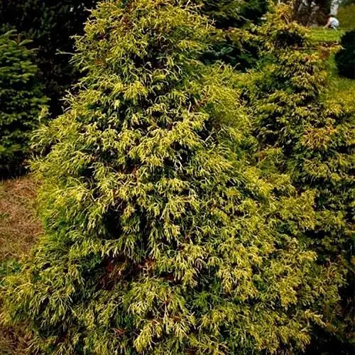 Кипарисовик туполистий "Tsatsumi Gold" С2 діаметр 15-20см (188035) 1 саджанець - фото 1