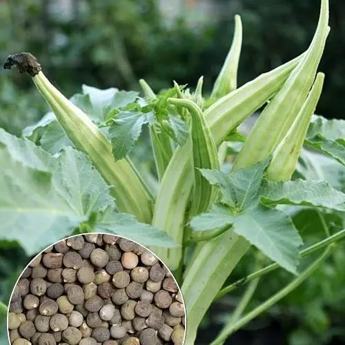 Бамия "Окра" ТМ "Весна" 4г (22975) - фото 1