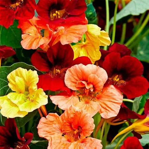 Настурция "Махровая смесь" (Зипер) ТМ "Весна" 2г (23197) - фото 1