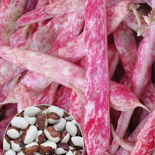 Фасоль "Красная шапочка" ТМ "Весна" 20г (22315) - фото 1