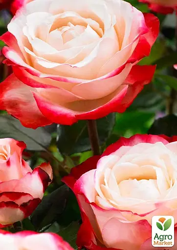 Роза в контейнере чайно-гибридная "Nostalgie" (саженец класса АА+) (180847) 1 саженец - фото 4