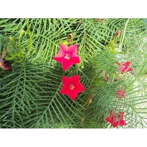 Насіння Квамокліт Перистий  Насіння України Ліана Червона 0.25 г (786600) - фото 3