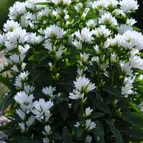 Колокольчик скученный "Bellefleur White" (морозостойкий, обильно цветущий многолетник) (189577) 1 шт - фото 1