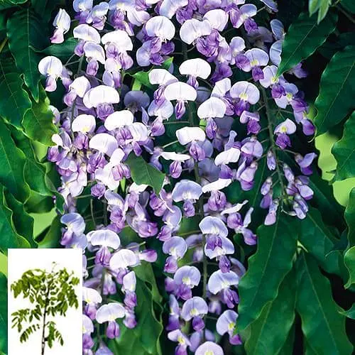 Глициния 3-х летняя японская "Домино" (Wisteria japanese Domino) С2 (57020) 1 саженец - фото 4