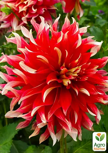 Жоржина "Bodacious" (гігантська квітка) (189894) 1 шт - фото 2