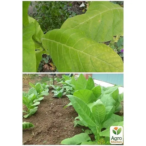 Семена Табак для курения "Махорка" ТМ "Весна" 1г (32186) - фото 3