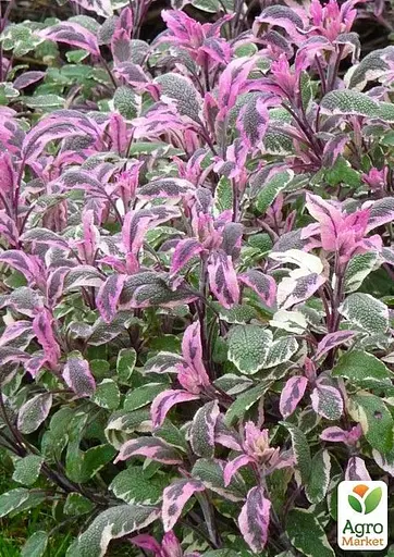 Шавлія "Tricolor" (51756) 1 саженец - фото 2