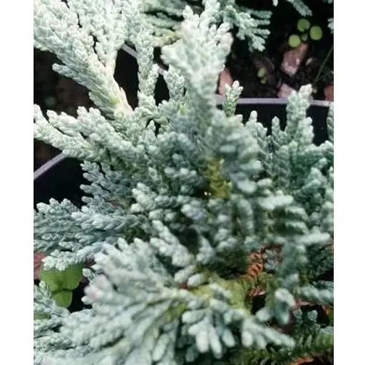 Можжевельник горизонтальный на штамбе Ice Blue С2 высота 60-80см (182565) 1 саженец - фото 1