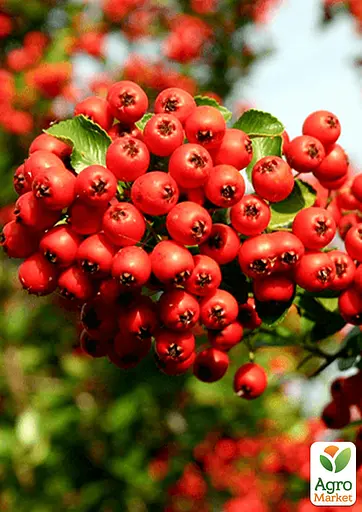 Піраканта "Red Column" 3-річна (висота 80-100см) (184989) 1 саженец - фото 3