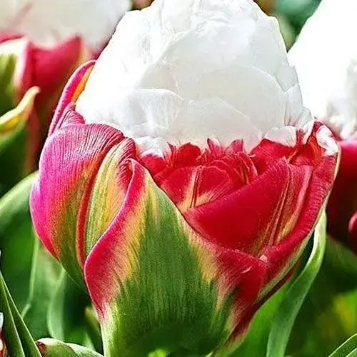 Тюльпан "ICE CREAM" (17112) 1 шт - фото 1