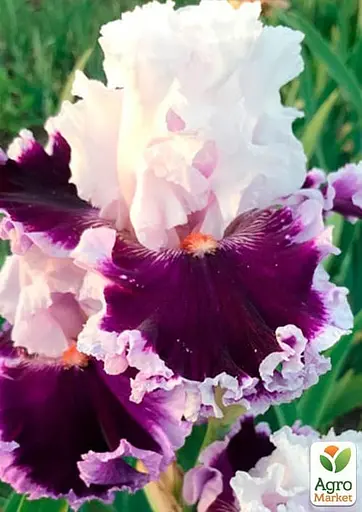 Ирис бородатый крупноцветковый "Daring Deception" (98957) 1 шт - фото 2