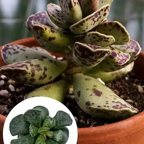 Адроміскус Agro-Market Купера (adromischus cooperi) (188954) 1 саджанець в упаковці (кімнатний) Нідерланди - фото 1