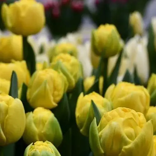 Тюльпан "Golden Jewel" (186236) 2 шт - фото 1