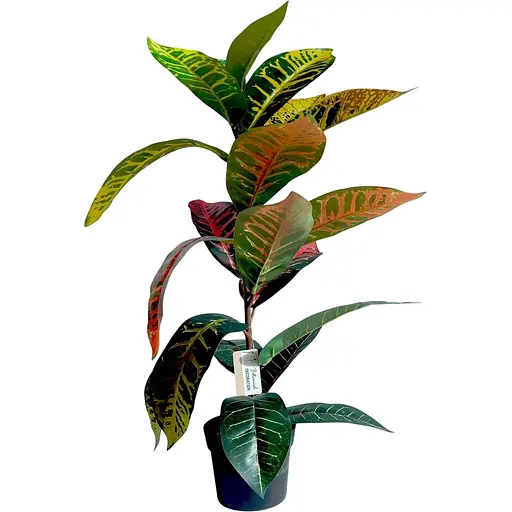 Кротон Hvoya 60 в горщику