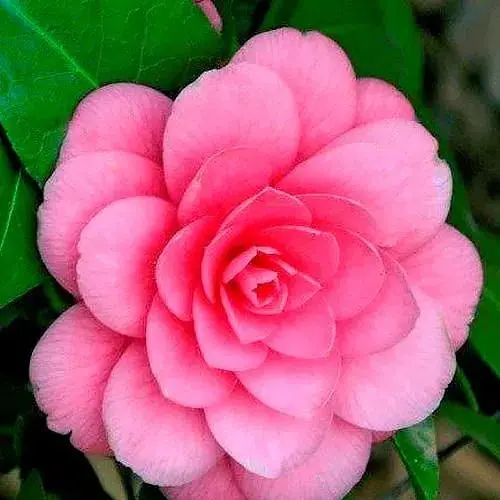 Камелия японская "Giordano Santorelli" (187243) 1 саженец - фото 1