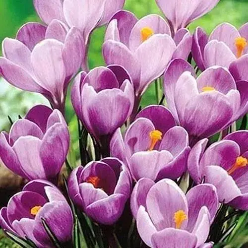 Крокус крупноцветковый "Remembrance" (размер 7/8, большой) 5 шт (17227) - фото 1